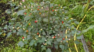 Перец баккатум Moranguinho (CP-341) выращивание  в ведре 20л - 2025г