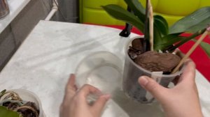 Орхидеи - разочарование спустя полгода! Что стало с посылкой?