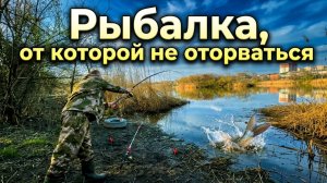 КАРАСЬ С УМА СОШЁЛ! 🤯 Бешеный клёв на Мёртвом Донце в Ростове-на-Дону
