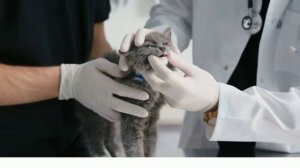 Профессия ветеринар