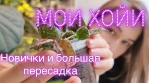 Занимаюсь своими мелколистными хойями