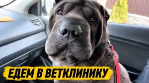 ПОМОГЛО ЛИ ЛЕЧЕНИЕ Моему ШАРПЕЮ