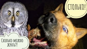 Сова неясыть Кофи тоже сел на диету. Пёс Кубик опять почти в голодном обмороке