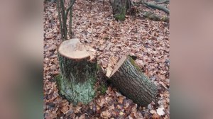 Дело о семи дубах