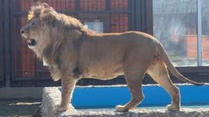 Веселое утро