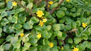 Весенняя нежность🌸💖🌸 #Кисловодск