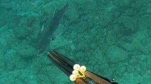 Подводная охота / Рыба-косатка и полосатый тунец