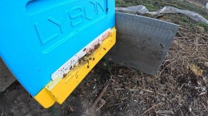 Пчёлы 2026-04-03 - часть 9