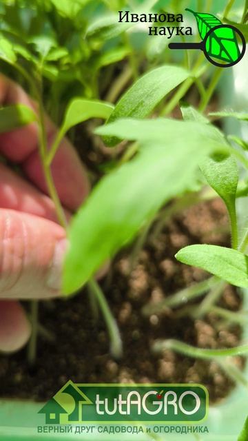 РАССАДА В 100 РАЗ КРЕПЧЕ, если сделаете так. Коренастая рассада без усилий.