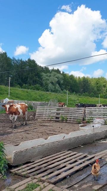 Кто главный у коров?