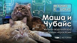Пушистые сотрудники компании «Краском» Маша и Чубайс / «Не только котики»