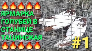 🔥🔥🔥 Ярмарка голубей в станице Тацинская. Bird Market. Pigeons Fair.
