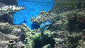 Москвариум (1 часть)