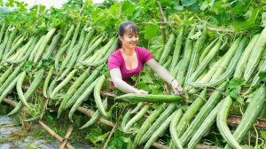 Собрали японскую люффу и отправляемся продавать ее на рынке.  Фуонг. Жизнь во Вьетнаме