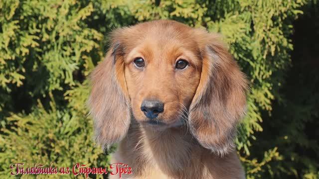 Галактика из Страны Грёз - 30.03.2026