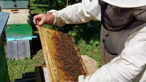 Пчеловодство №122  Деление на пол лёта, фильм 4 2021 года