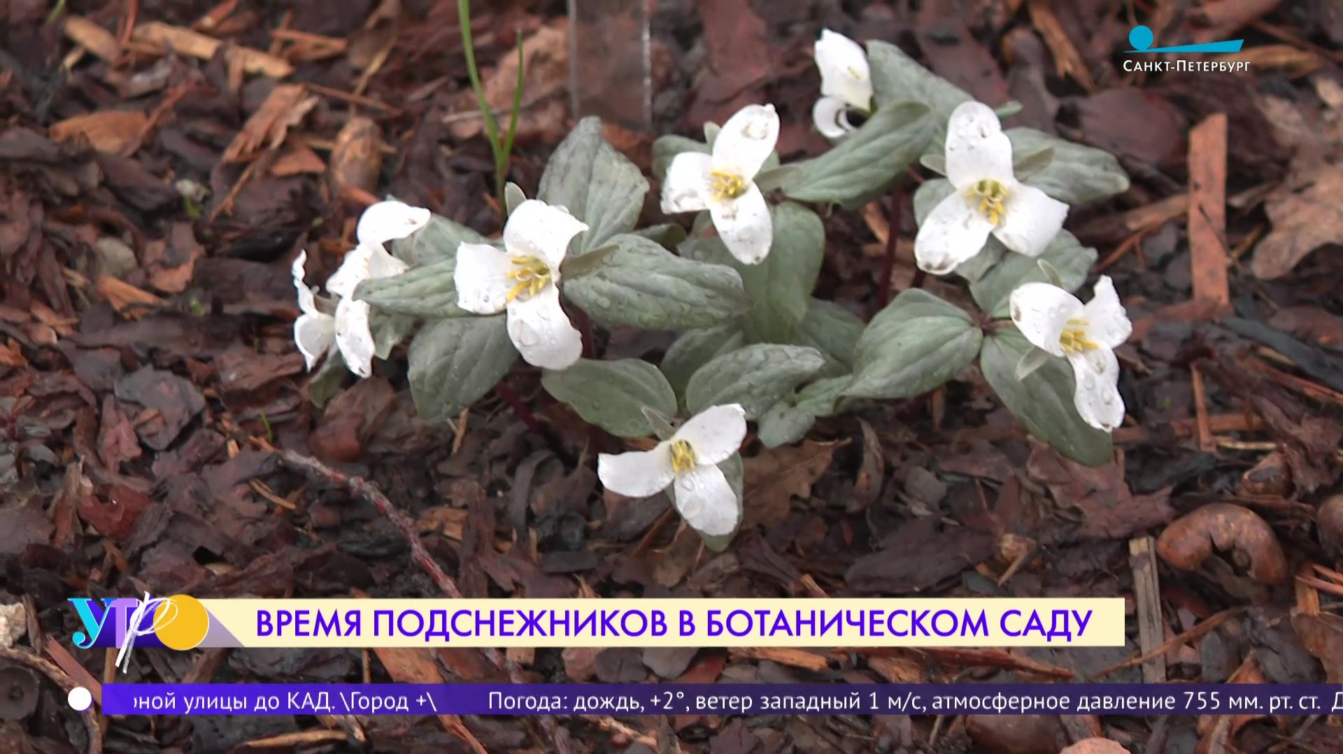 Сезон подснежников в Ботаническом саду Петра Великого