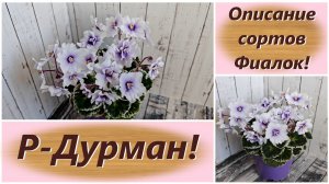 Описание сортов Фиалок! Р-Дурман!