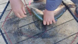 поимка форели