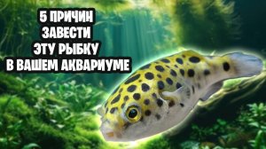 ЗЕЛЕНЫЙ КРАСАВЕЦ, С УМНЫМИ ГЛАЗАМИ