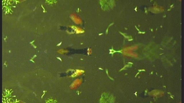 Эковидео-Пецилии Новиковой 2  2009