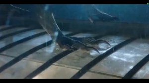 Клип про Индораптора под песню "Tourner Dans Le Vide".