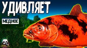 RF4 Очень удивила меня такая рыбалка #рр4