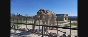 Парк львов Тайган, Крым. Часть 2 - Зоопарк