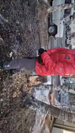 херачим пень  2