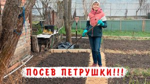 Посев петрушки в открытый грунт!