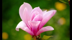 А. Пушкин. Ответ Татьяны Онегину. Отрывок из романа " Евгений Онегин"