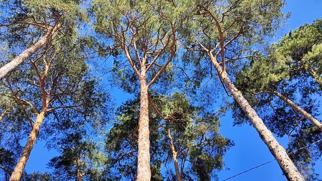 Самые старые сосны в Одинцово