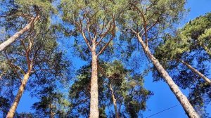 Самые старые сосны в Одинцово