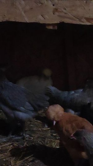 🌴 Породистые куры в курятнике. Саликовы.