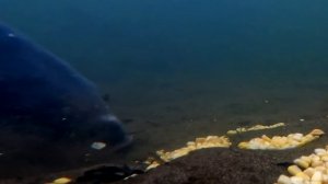 Красивые поклевки карпа. Карп на кукурузу. Супер поклевки.