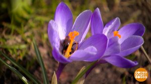 Аллергия на пыльцу: откроем карты... Доброе утро. Фрагмент выпуска от 03.04.2026