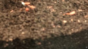 Чёрный грунт от Нилпа дл  аквариума