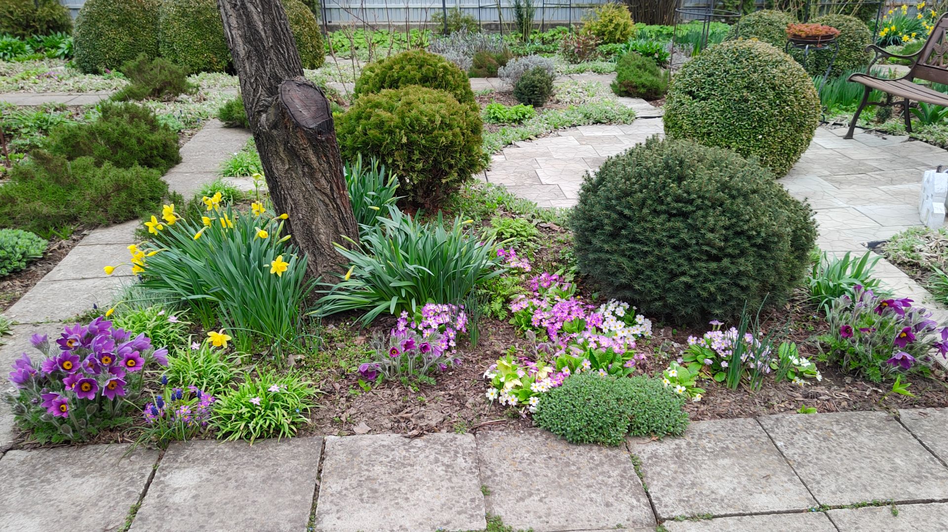 Мускари, прострелы, морозники, примулы и бруннера в южном саду 01.04.2026 г. Пятигорск.