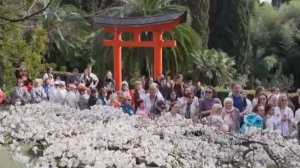 Сакура редких сортов зацвела в сочинском Дендрарии