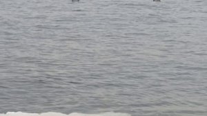 УМАР КЕЙН ЛУЧШЕЕ. МУЗЫКА🎶🎵. ВОТ ЧТО МЕНЯ😍💕 ПОРАЖАЕТ. ДУШЕВНО. ПОМОГАЕТ МНЕ В ЖИЗНИ... НА БЕРЕГУ