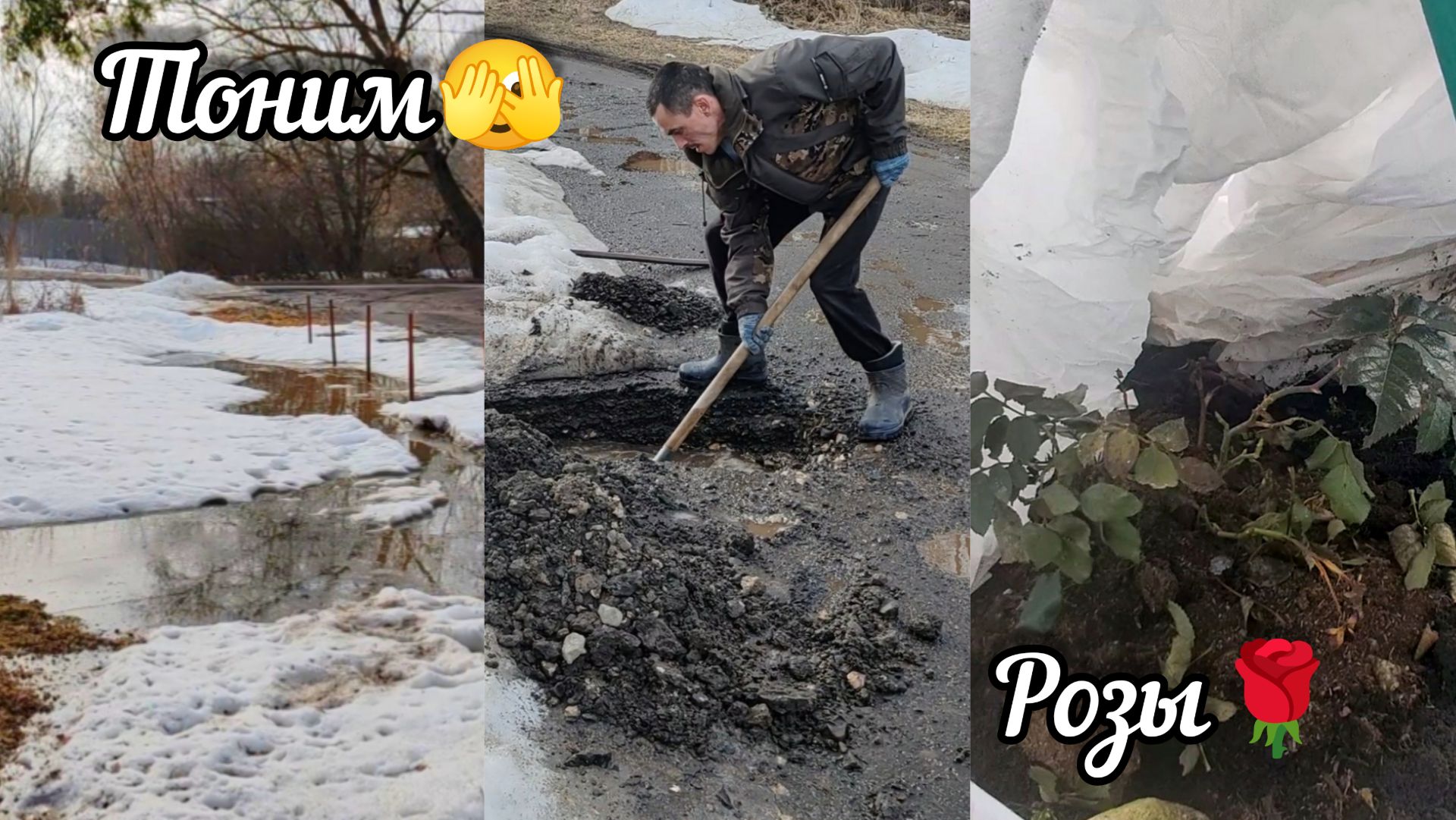 Второй день рассады в теплице.Все тает а мы тонем.Как чувствуют себя плетистые розы под укрытием.