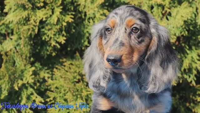 Гекльберри Финн из Страны Грёз - 30.03.2026