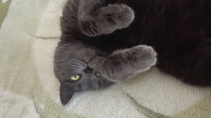 Кошечка Дарси серая красавица.