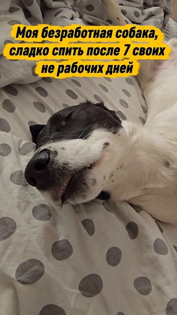 #собака #собакарубик #суперсобака #