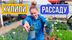 Влог! Посадили КЛУБНИКУ! Обработали туи !