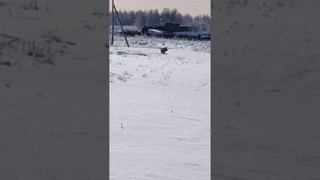 ортодоксия первое и второе положение