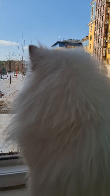 Гав! Весна пришла — пора нюхать всё подряд😁🐶ШпицБуль Ресничка #ШпицБуль #милыеживотные #собака #га