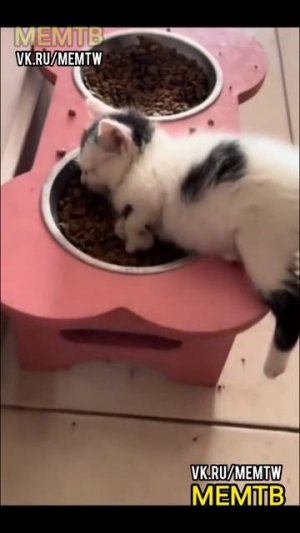 Юмор животные