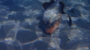 Желтомордый псевдобалист питается Yellowmargin triggerfish Pseudobalistes flavimarginatus