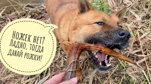 Три курвочки фазанки встретились! Мы с Псом Кубиком ушли в дальний лес смотреть цветение первоцветов